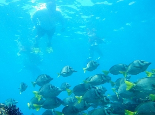 acercate a los peces